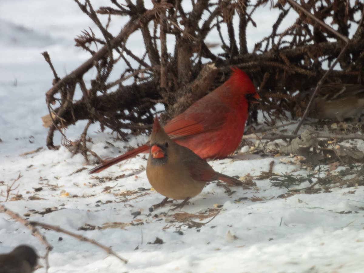 Northern Cardinal - ML505782661