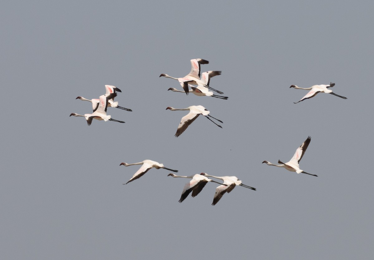 Lesser Flamingo - ML505782681