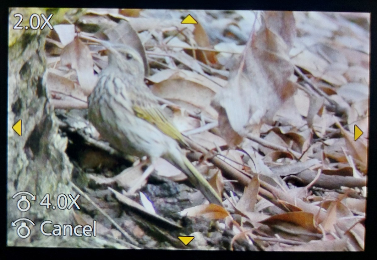 Striped Pipit - ML505782911