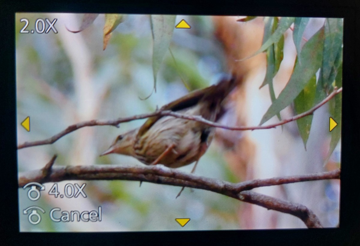 Striped Pipit - Simon Mahood