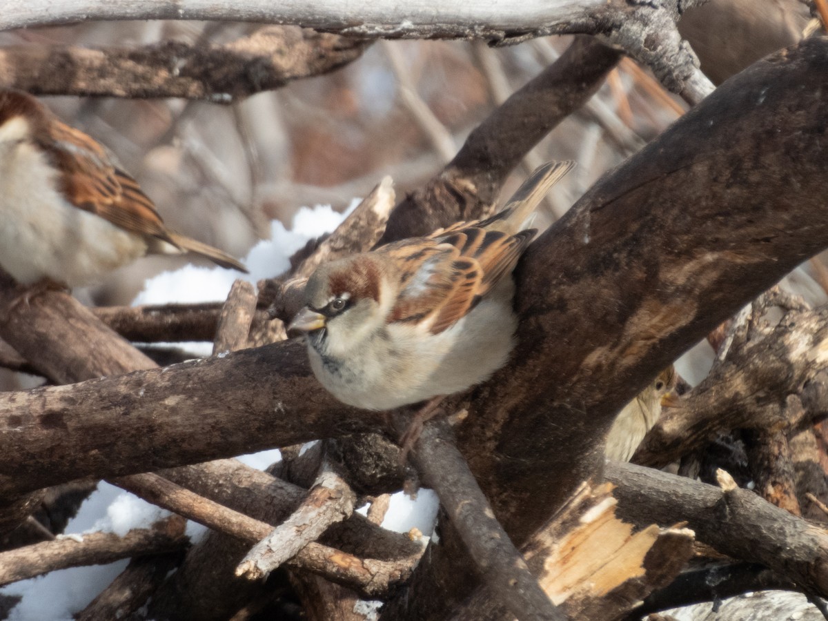 House Sparrow - Anna Battaglia