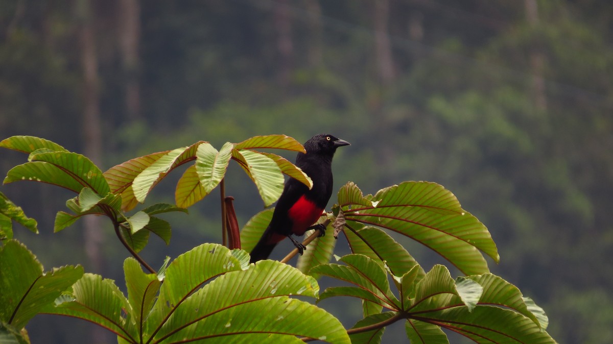 Red-bellied Grackle - Jorge Muñoz García   CAQUETA BIRDING