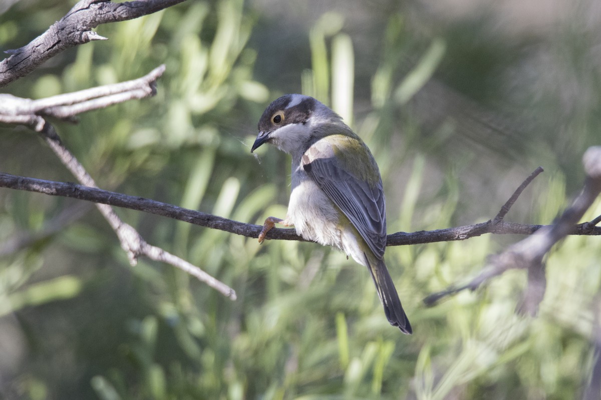 Brown-headed Honeyeater - ML505785031