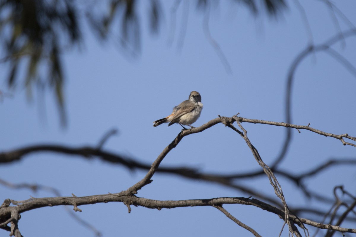 Chestnut-rumped Thornbill - ML505785121
