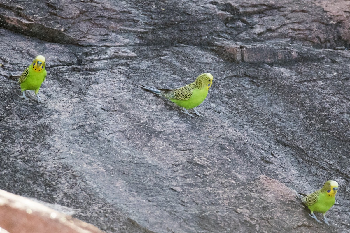Budgerigar - ML505785221