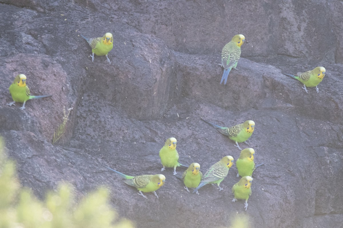 Budgerigar - ML505785231