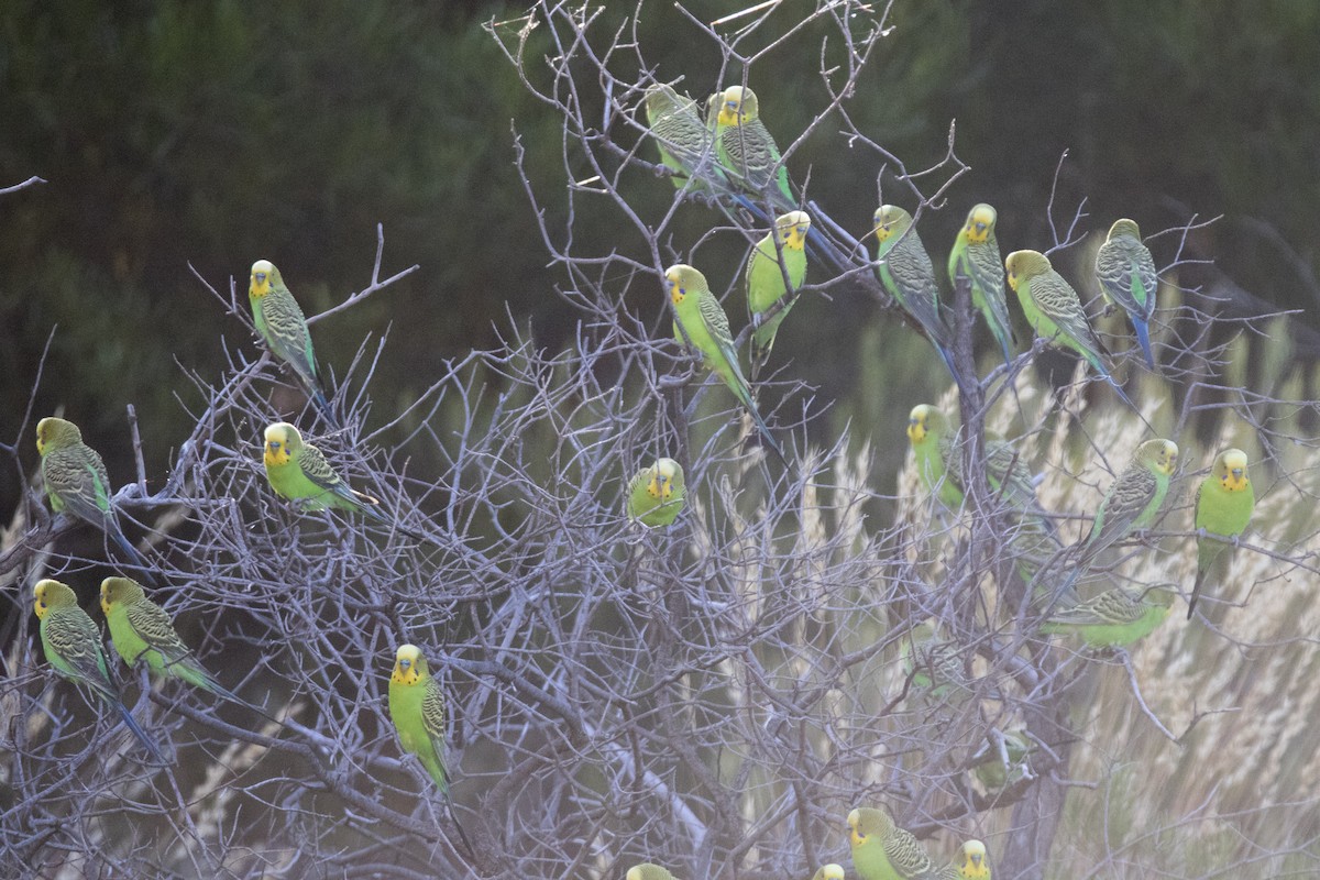 Budgerigar - ML505785241