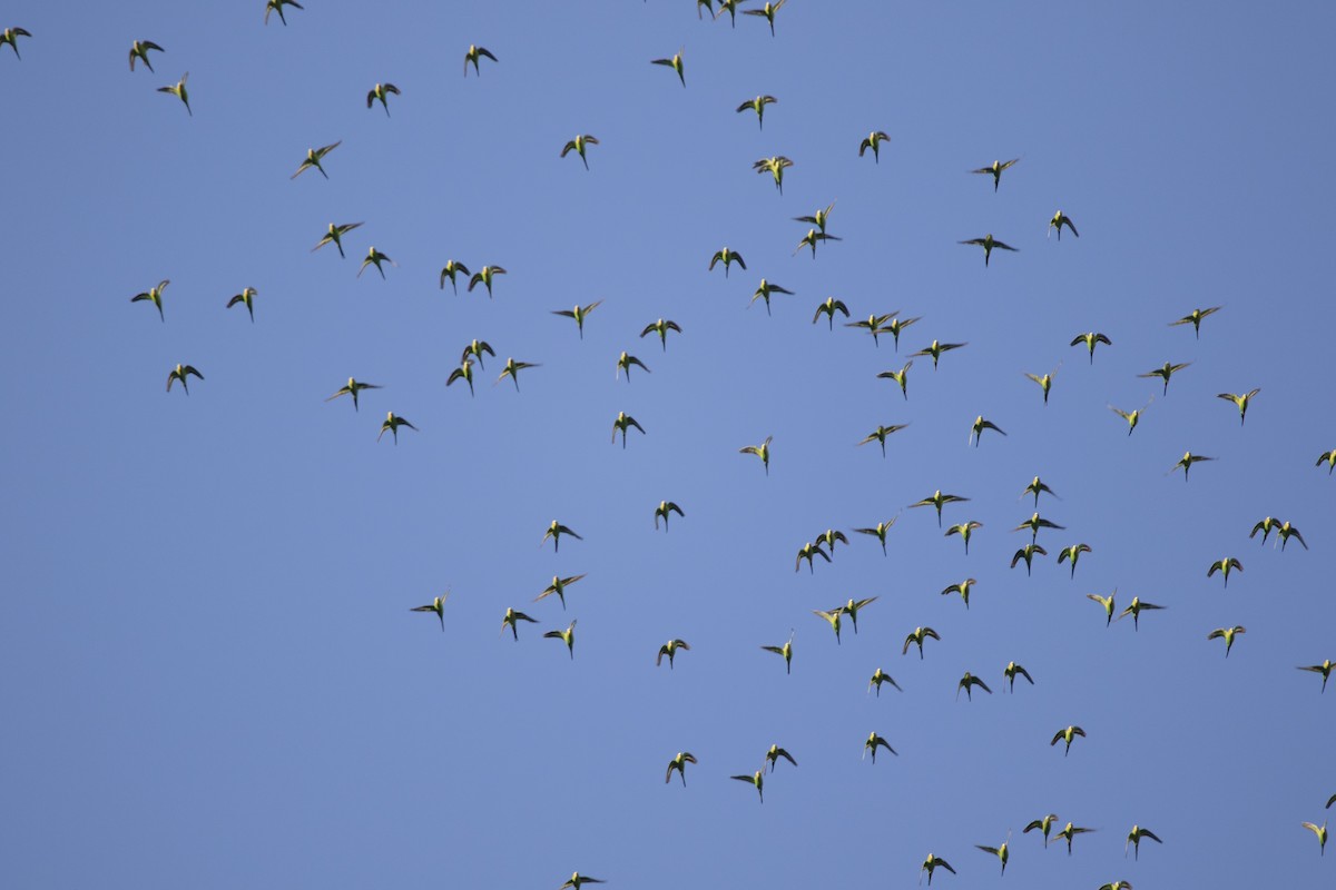 Budgerigar - ML505785251