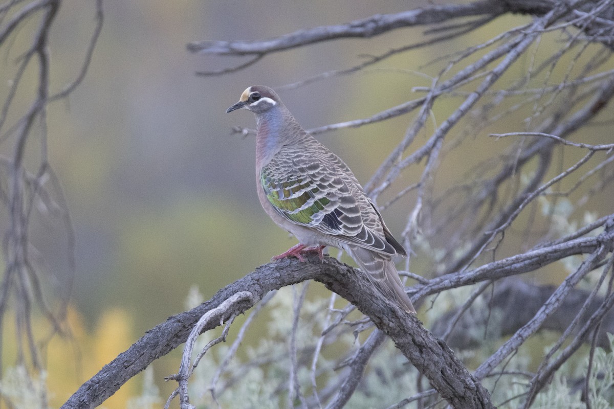 Common Bronzewing - ML505785301