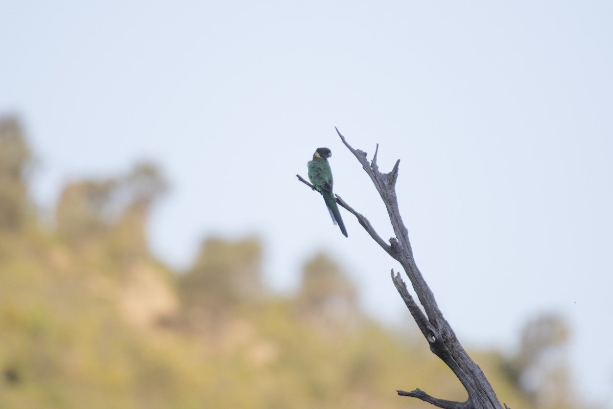 Australian Ringneck - ML505785311