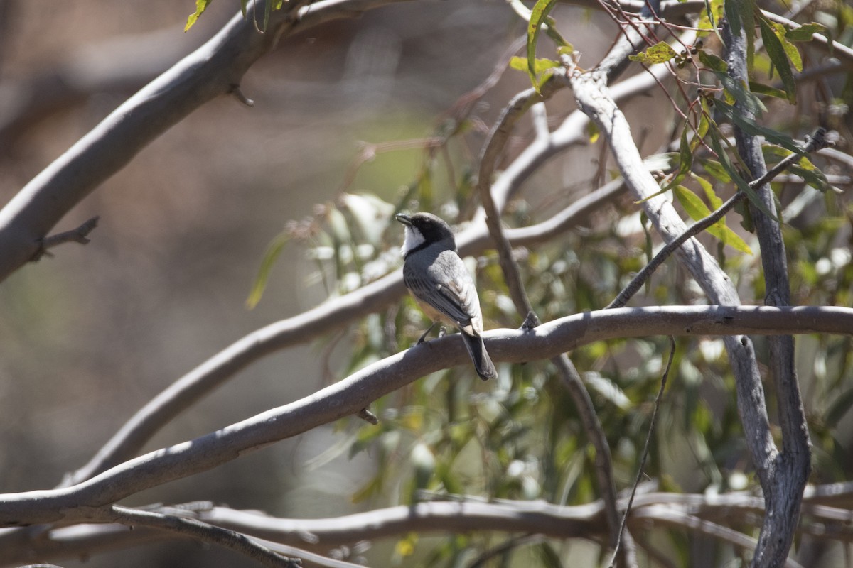 Rufous Whistler - ML505785761