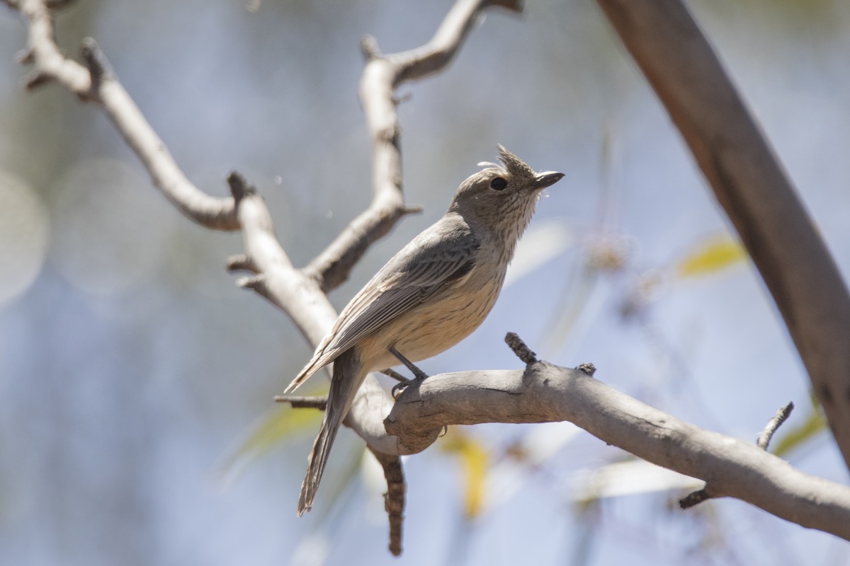 Rufous Whistler - ML505785771