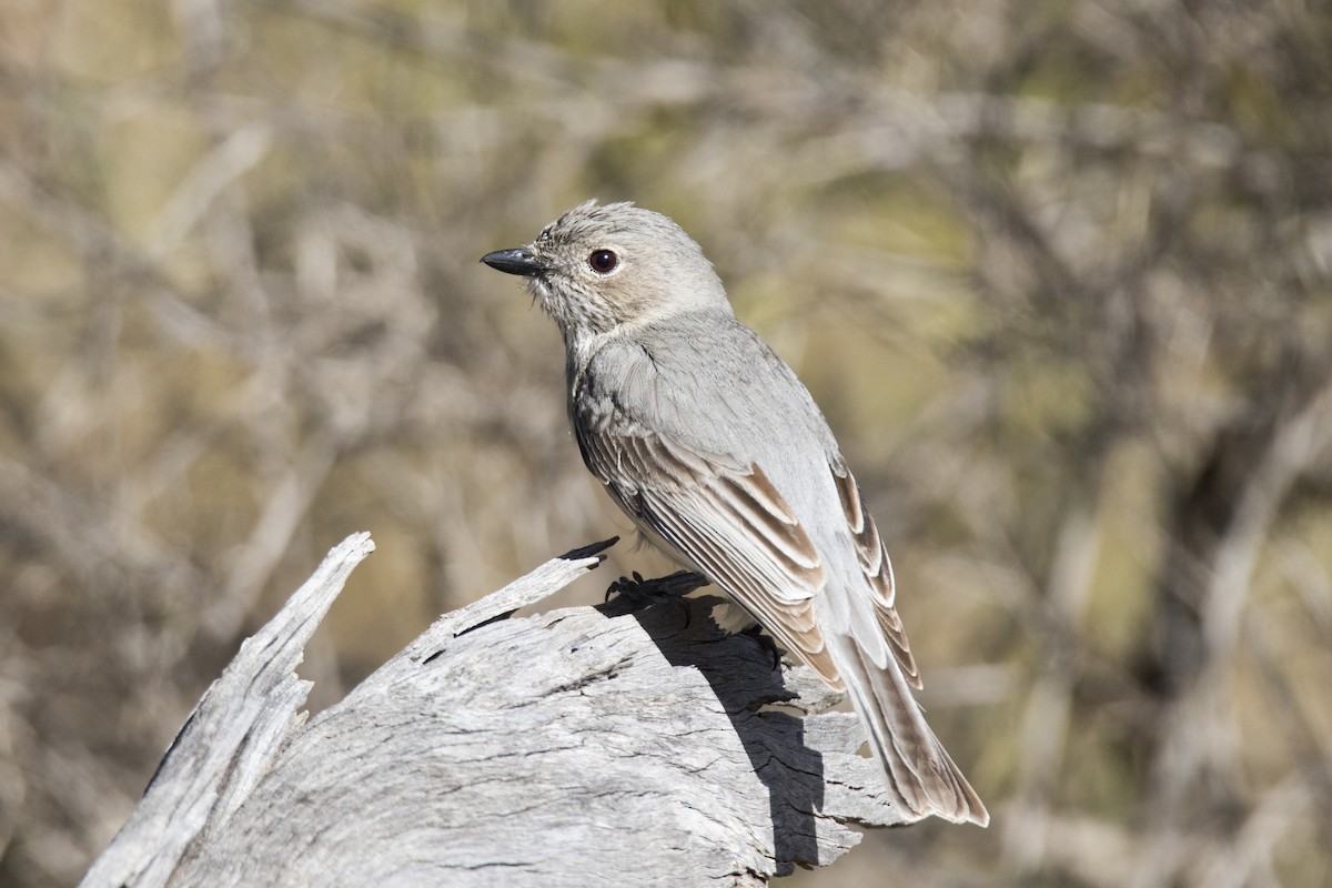 Rufous Whistler - ML505785861