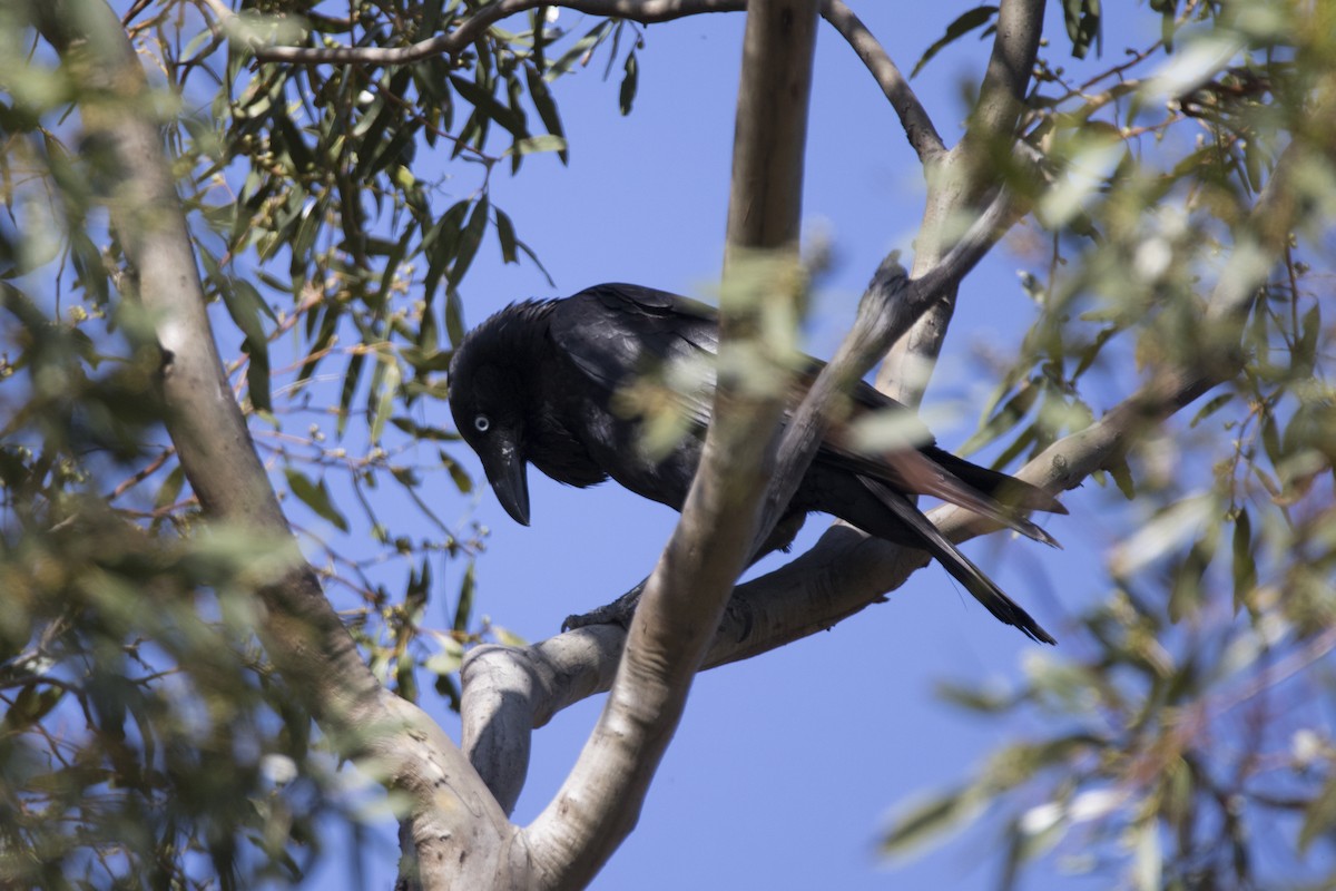 Australian Raven - ML505785891