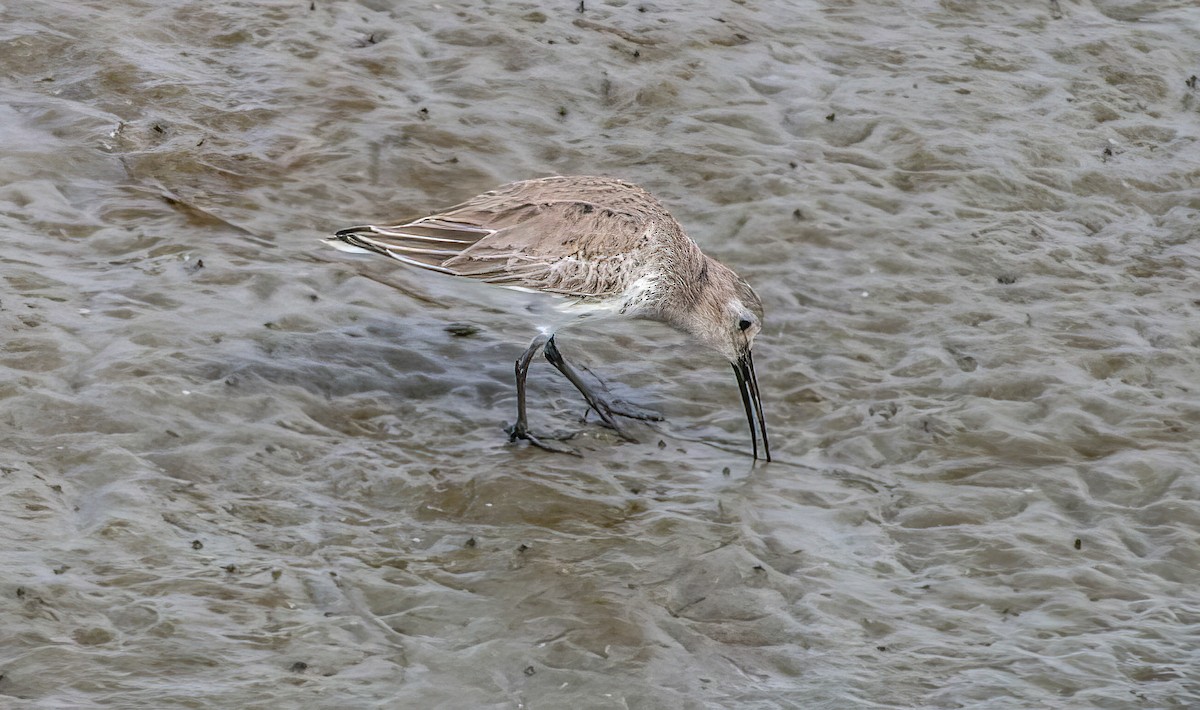 Dunlin - ML505785981