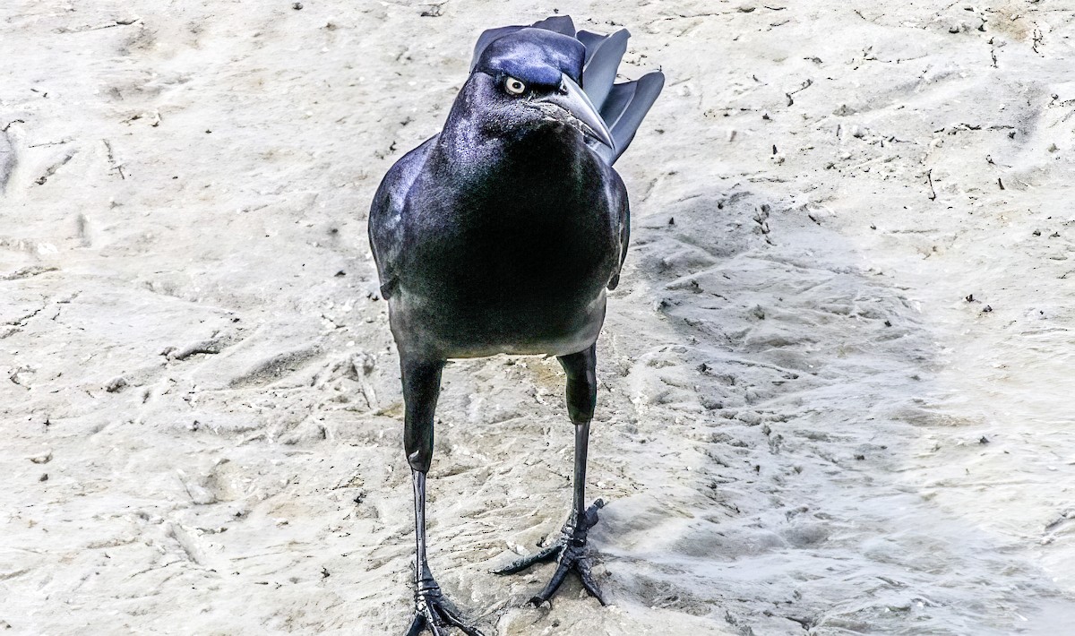Great-tailed Grackle - ML505786121
