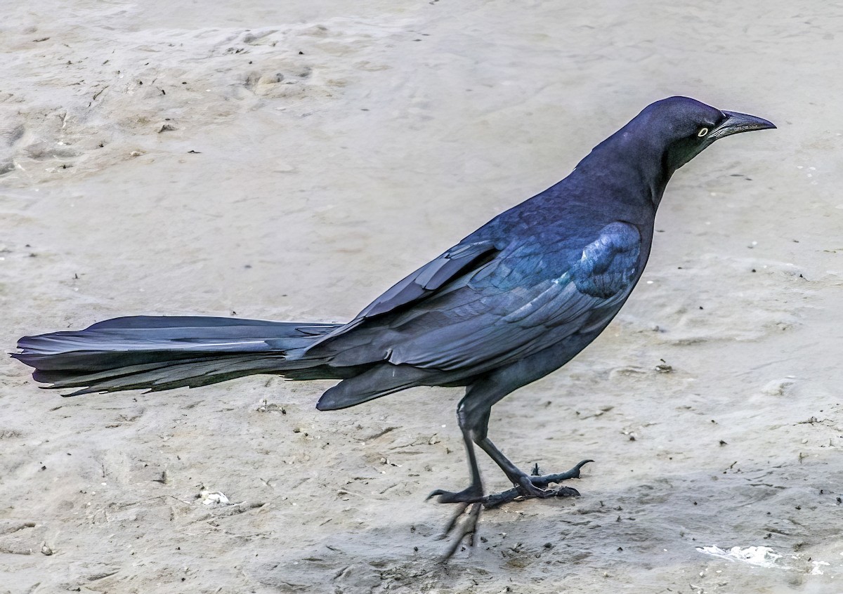 Great-tailed Grackle - ML505786131