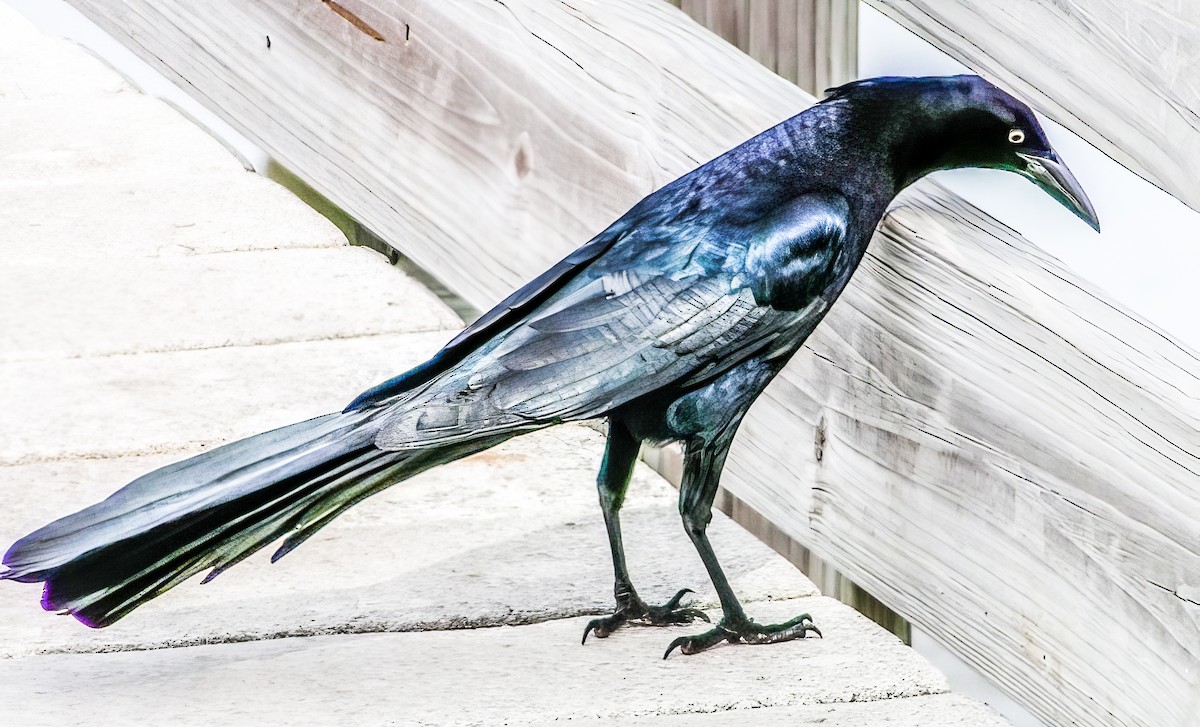 Great-tailed Grackle - ML505786141