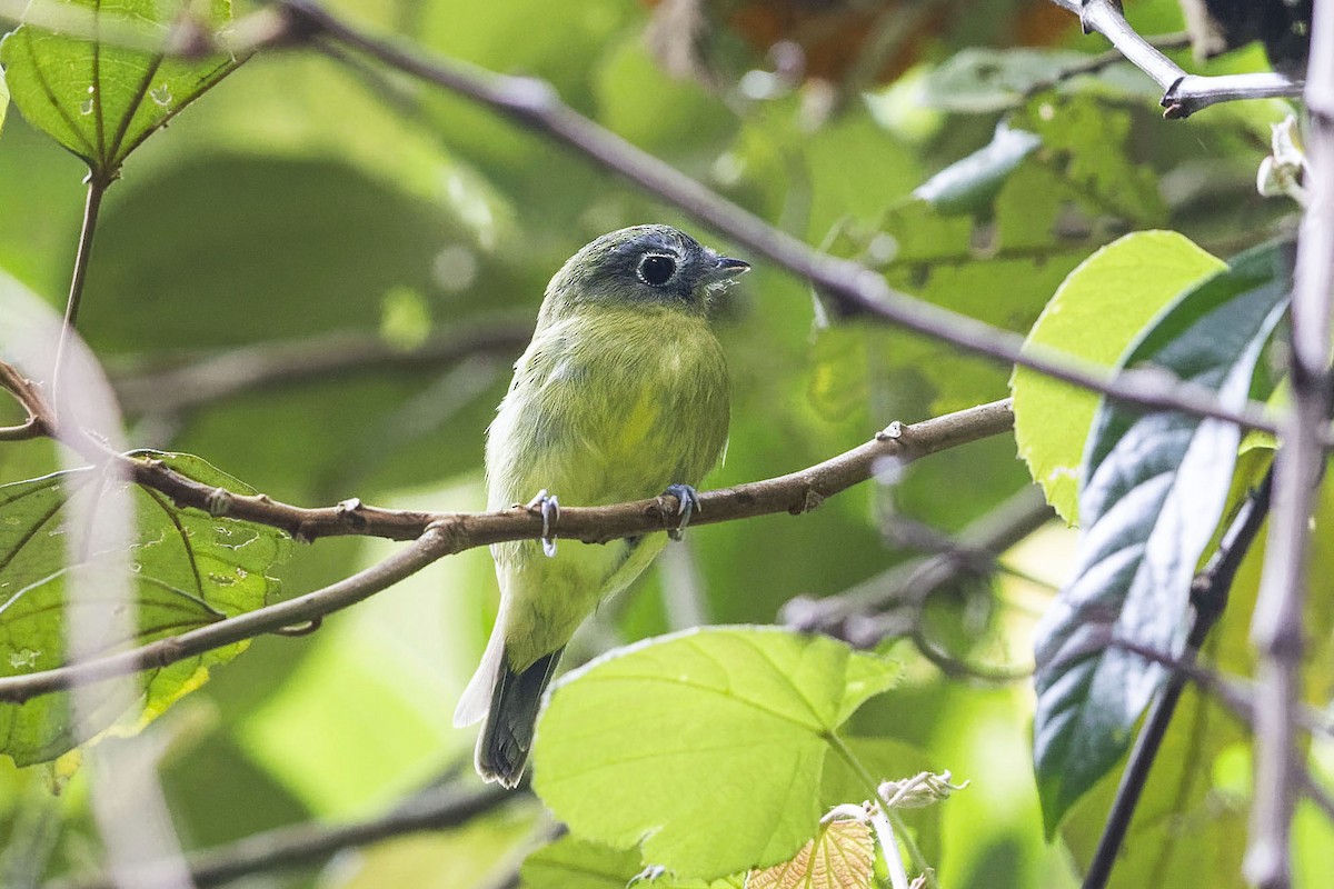 Gray-headed Piprites - Juan Diego Vargas