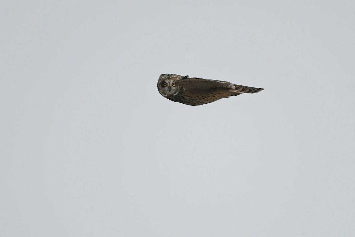 Short-eared Owl - ML505786941