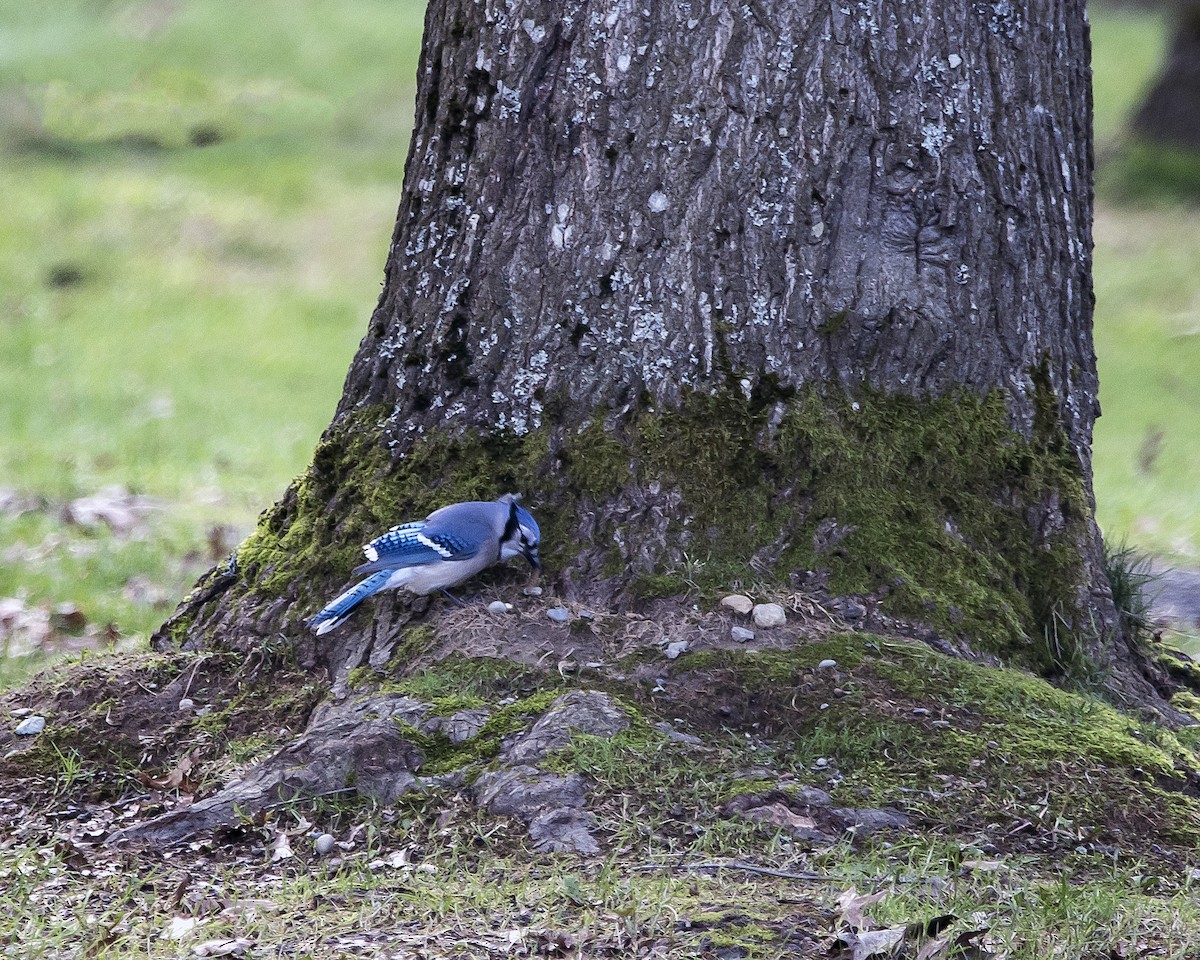 Blue Jay - ML505787651