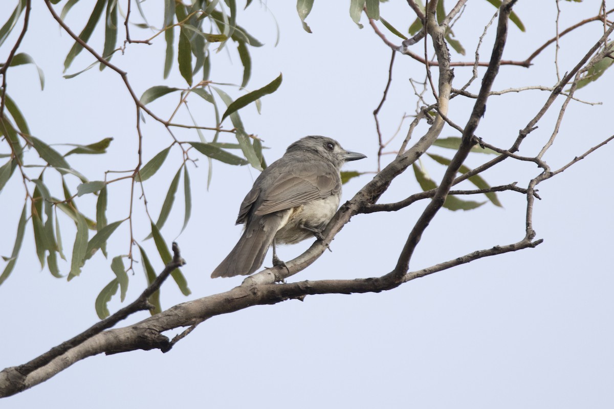 Gray Shrikethrush - ML505788121