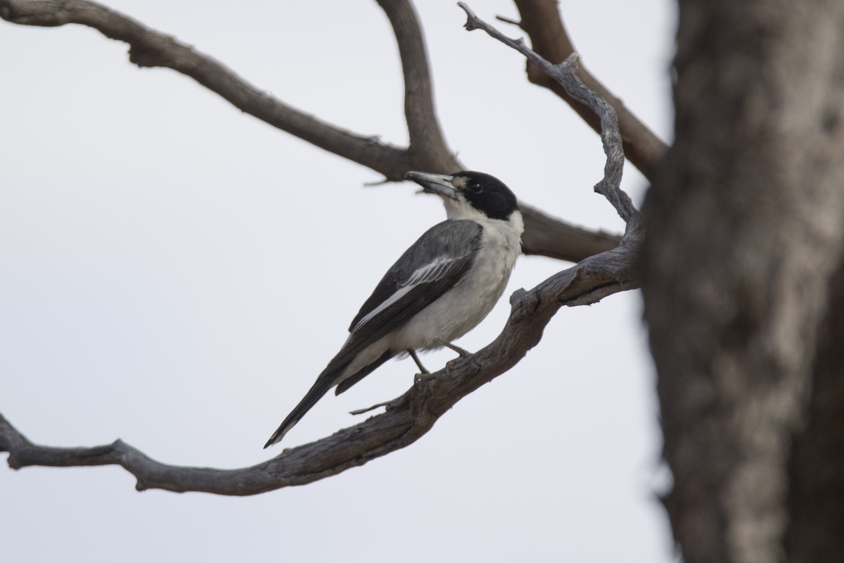Gray Butcherbird - ML505788211