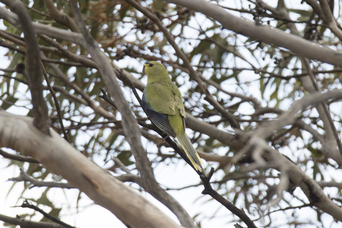 Elegant Parrot - ML505788271