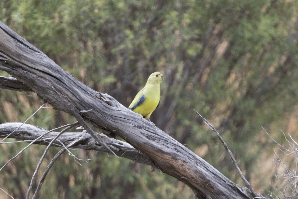 Elegant Parrot - ML505788291
