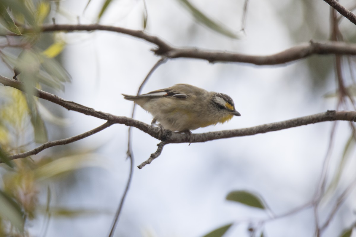 Striated Pardalote - ML505788321