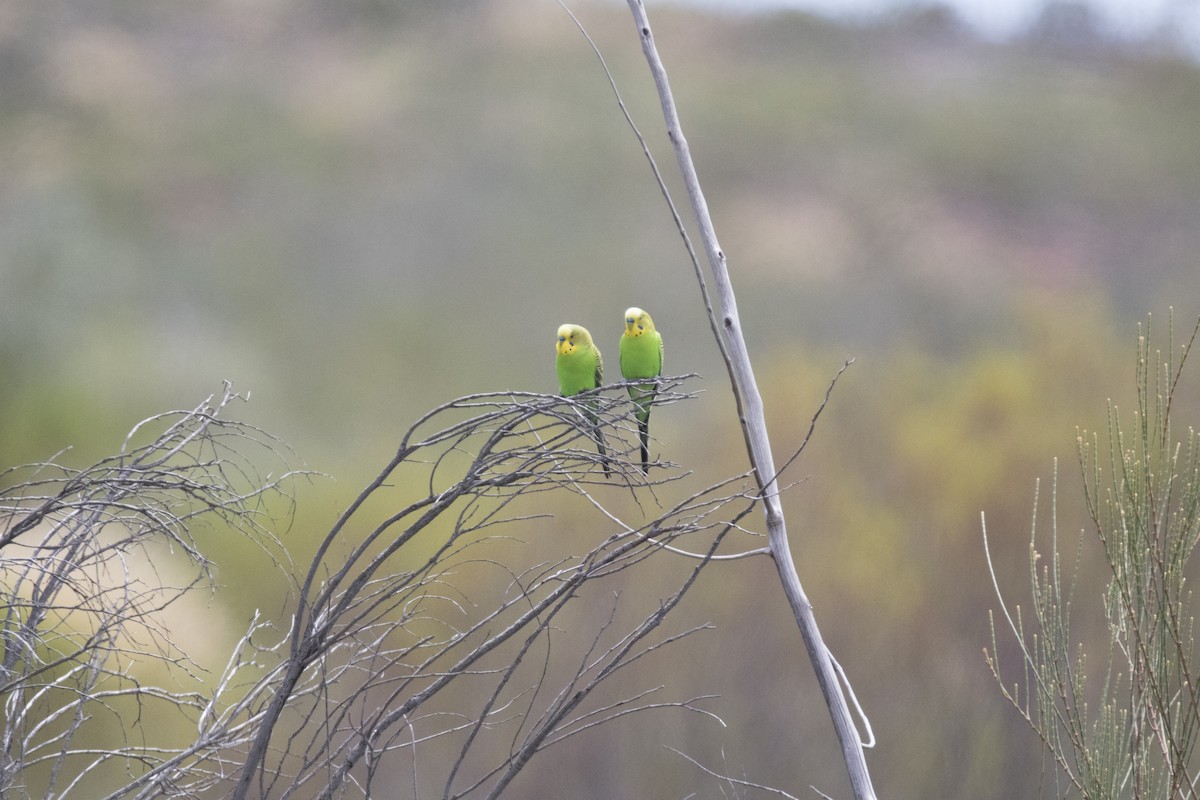 Budgerigar - ML505788421