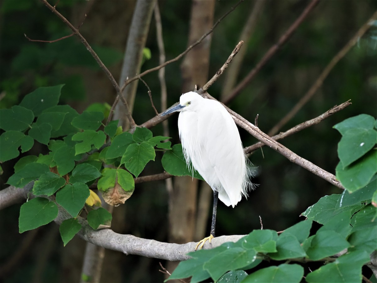 Little Egret - ML505788441