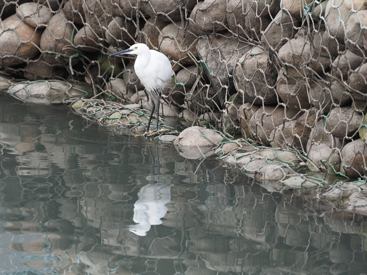 Little Egret - 芳色 林