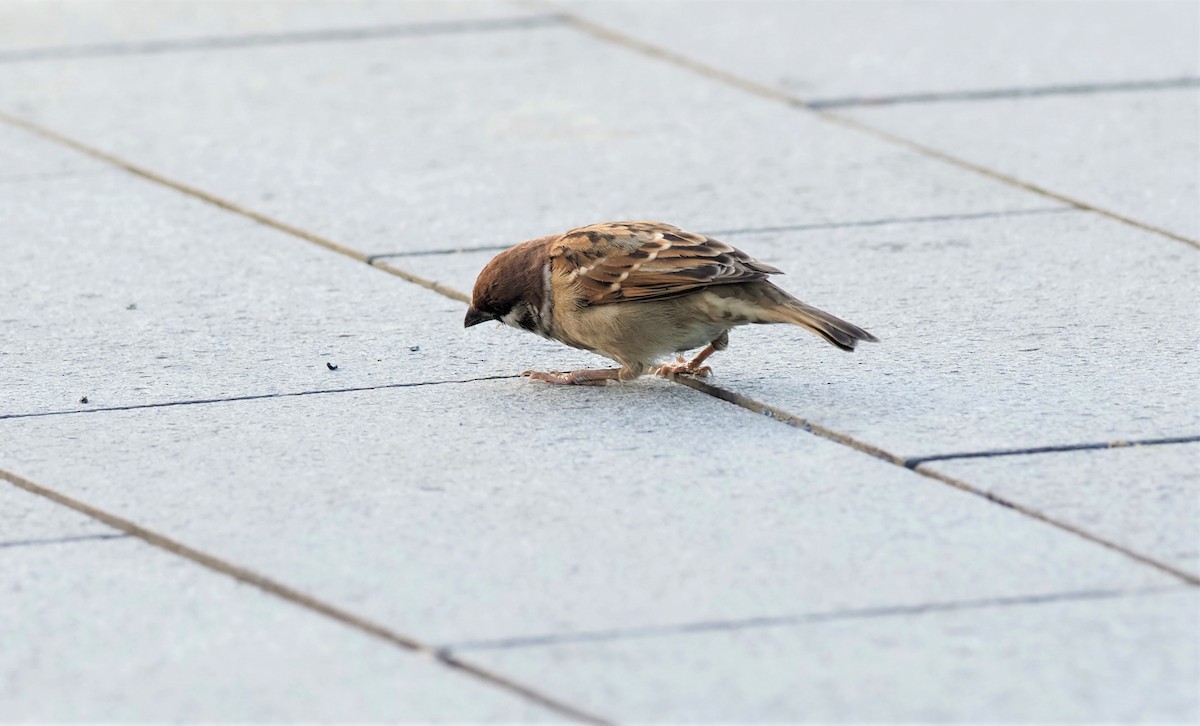 Eurasian Tree Sparrow - ML505788551