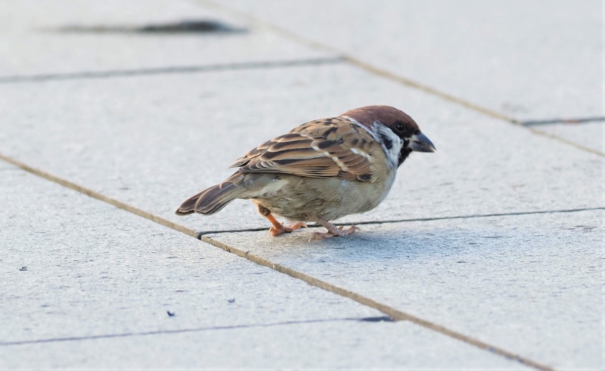 Eurasian Tree Sparrow - ML505788571