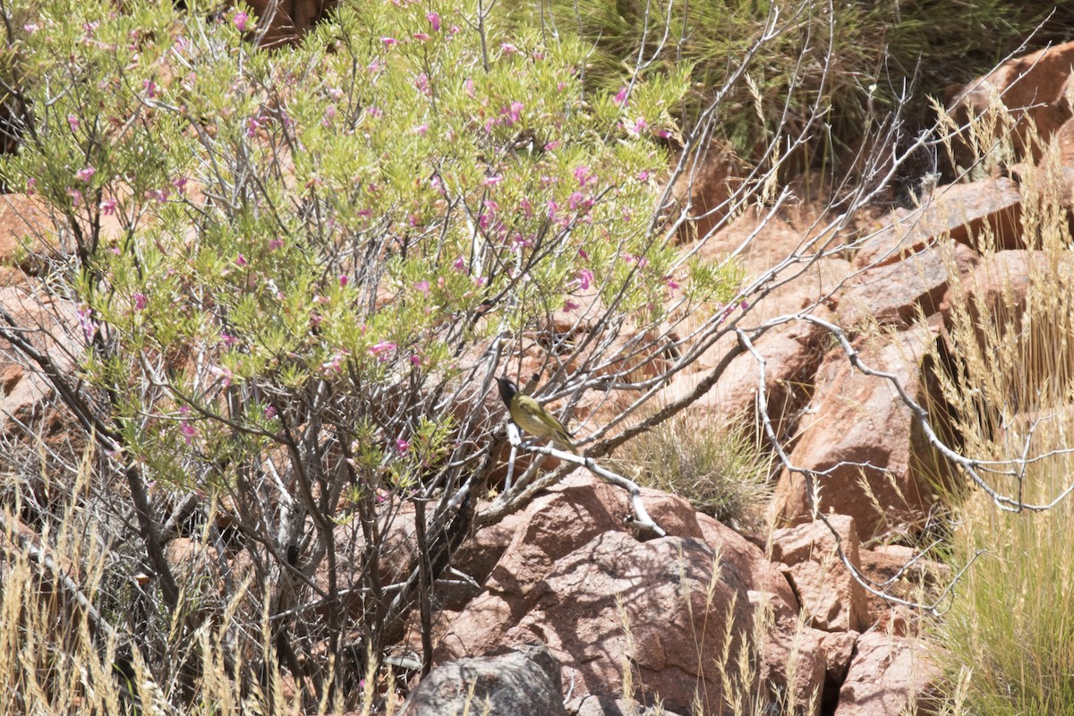 White-eared Honeyeater - ML505788621