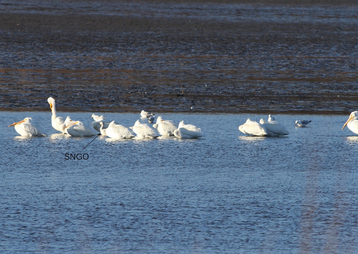American White Pelican - ML50578881