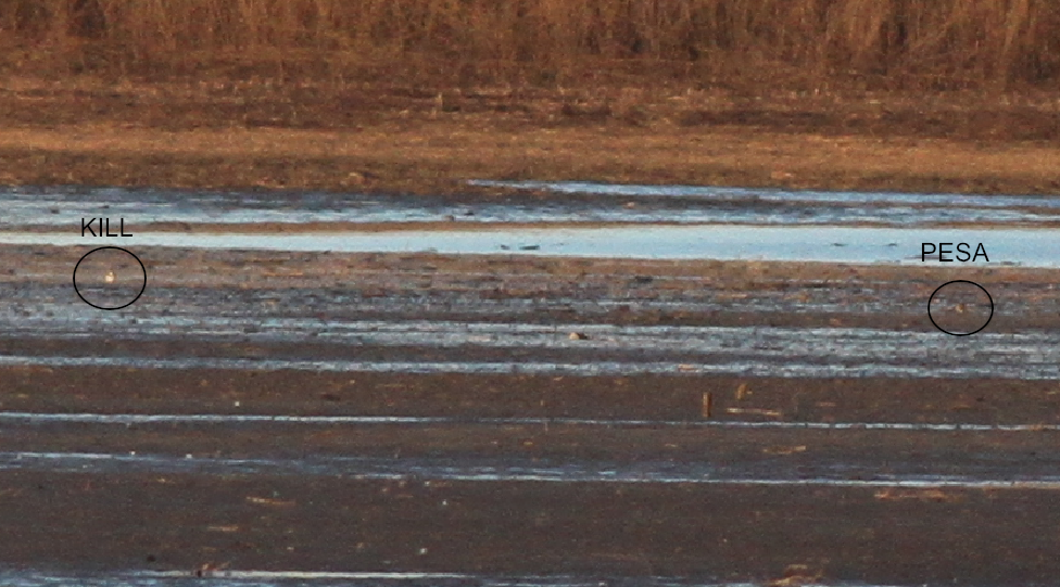 Pectoral Sandpiper - ML50578891