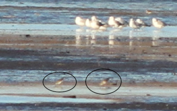 Lesser Yellowlegs - ML50578921