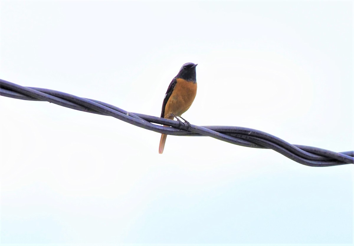 Daurian Redstart - ML505789381