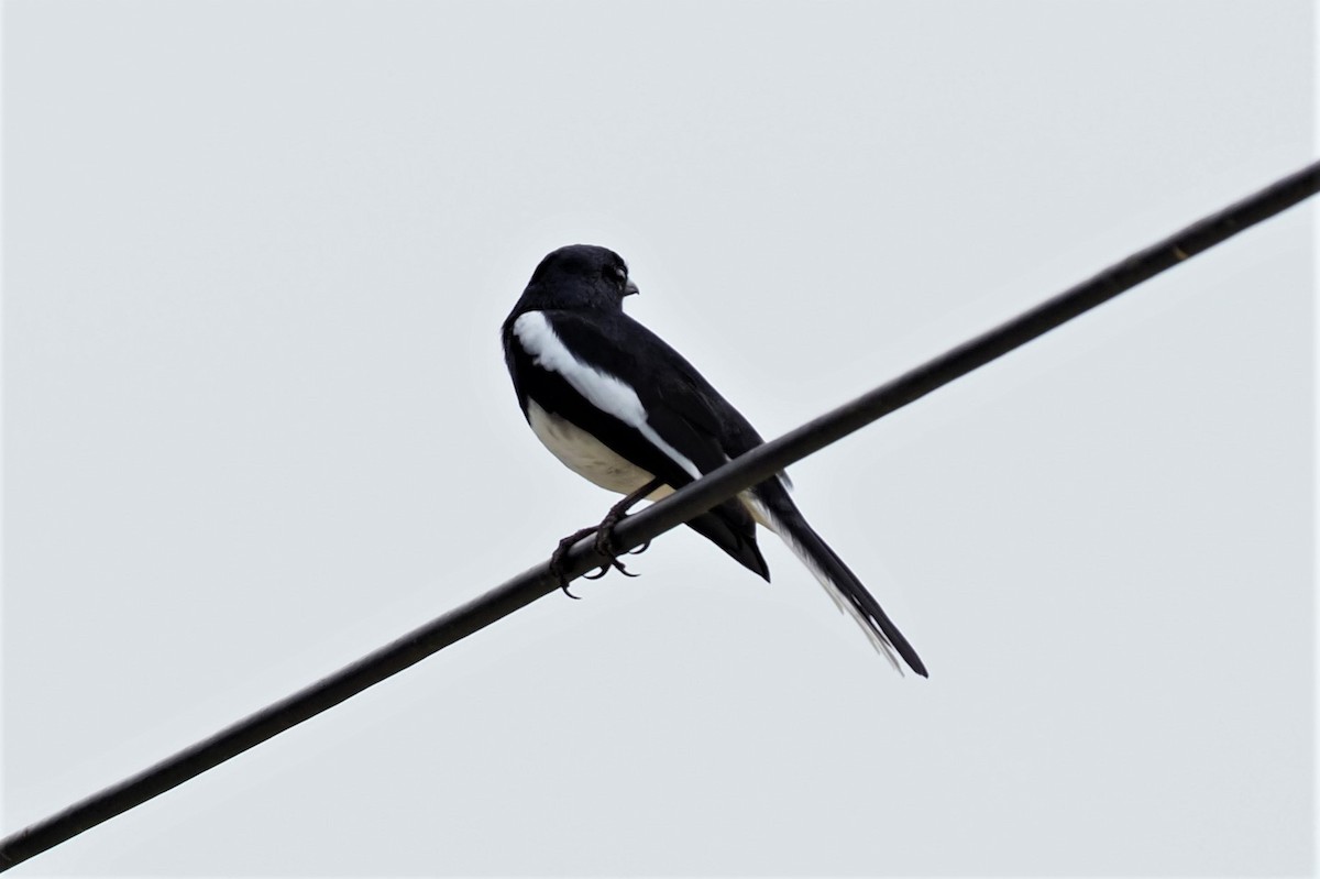 Oriental Magpie-Robin - ML505789411