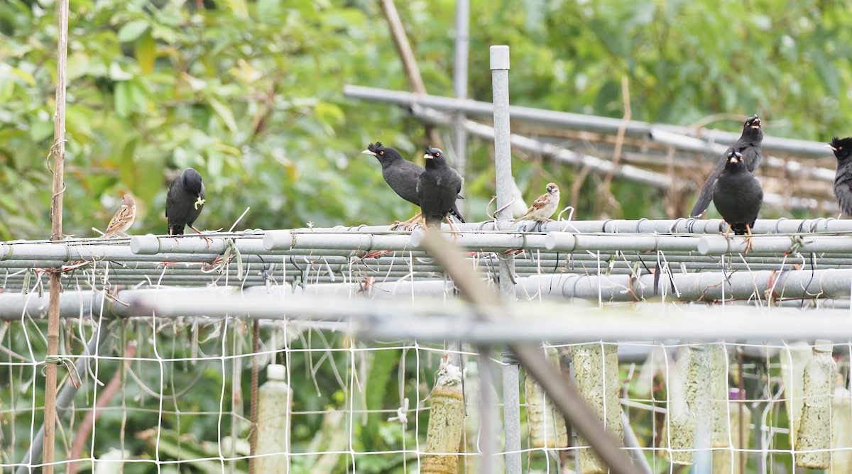 Crested Myna - ML505789551