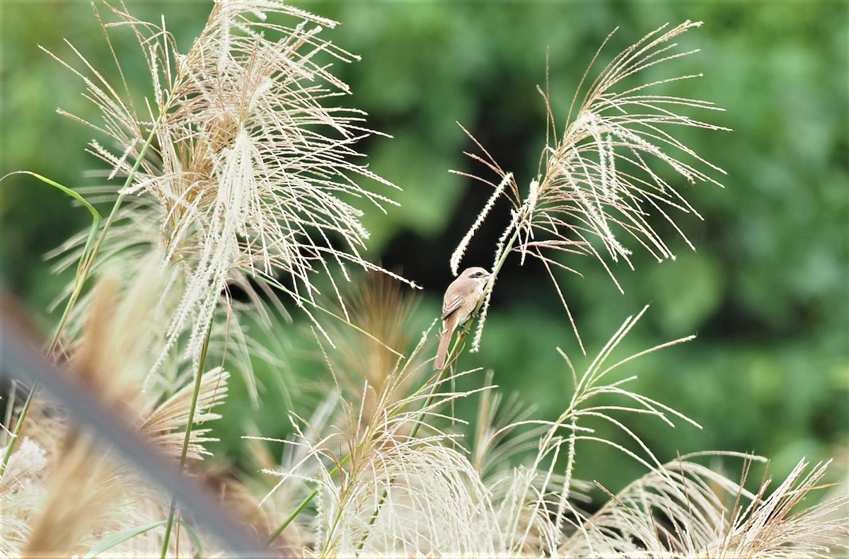 Brown Shrike - ML505789671