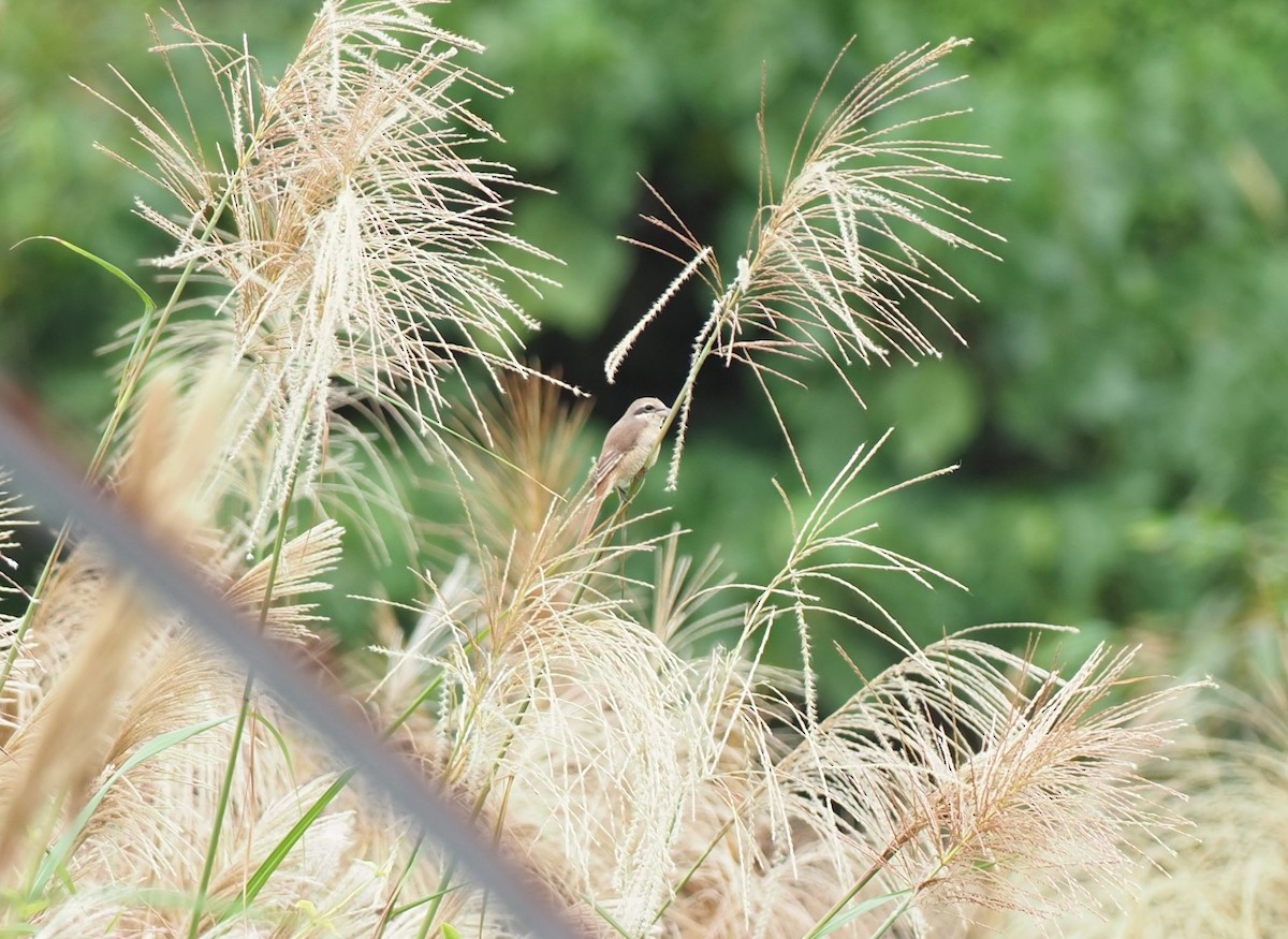 Brown Shrike - ML505789681