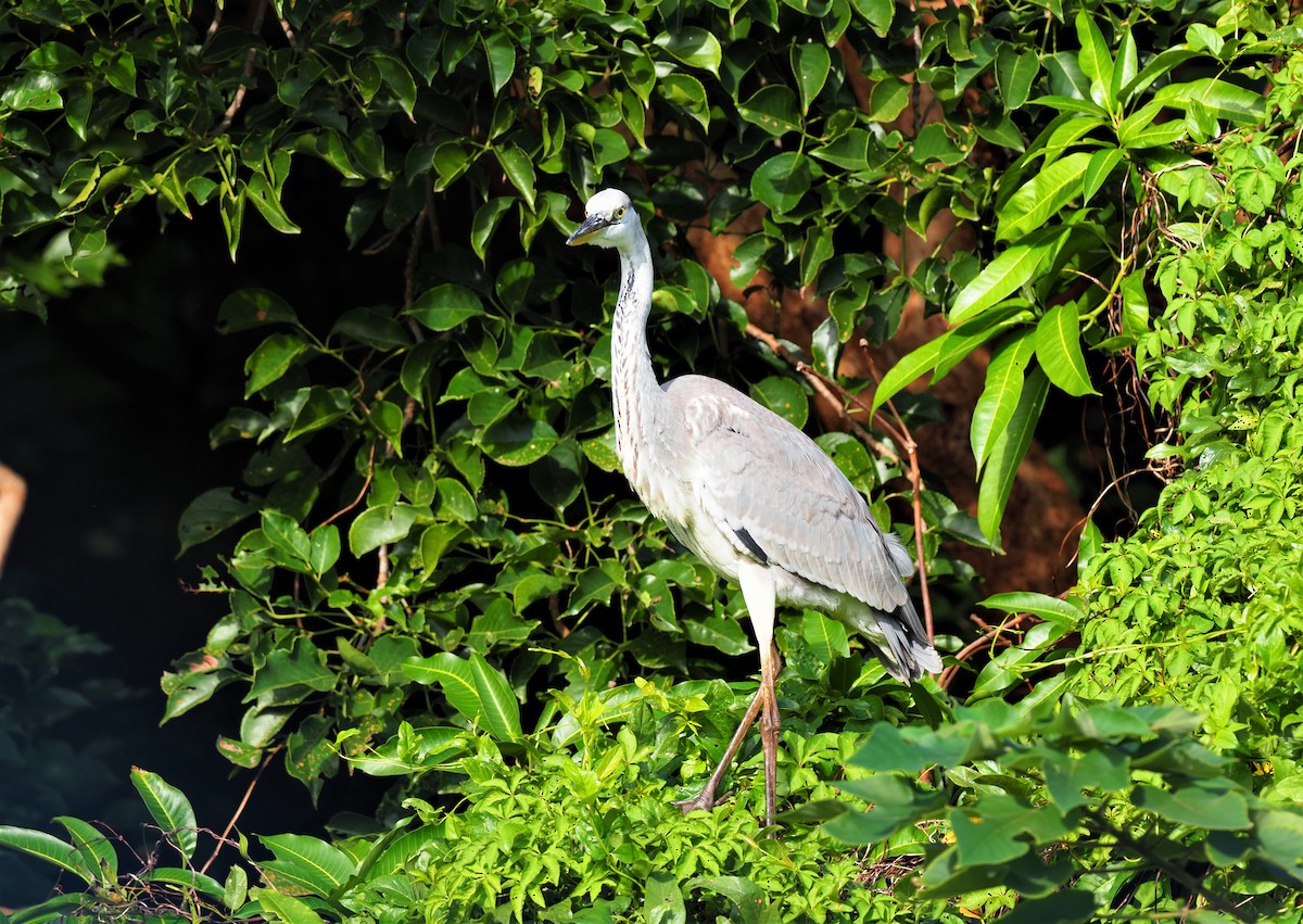 Gray Heron - 芳色 林