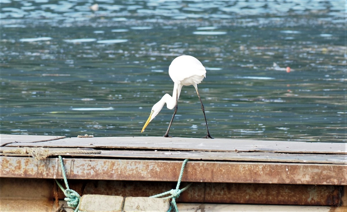 Great Egret - ML505790031