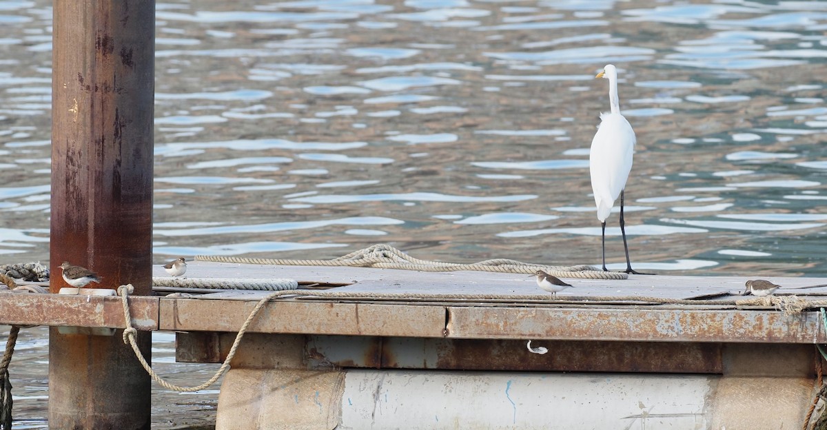 Common Sandpiper - ML505790181