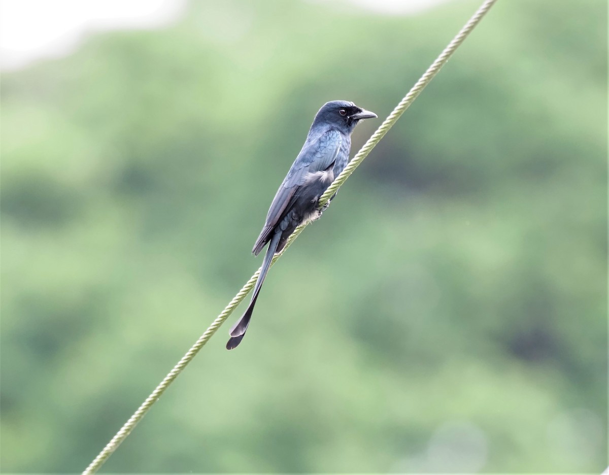 Black Drongo - ML505790461