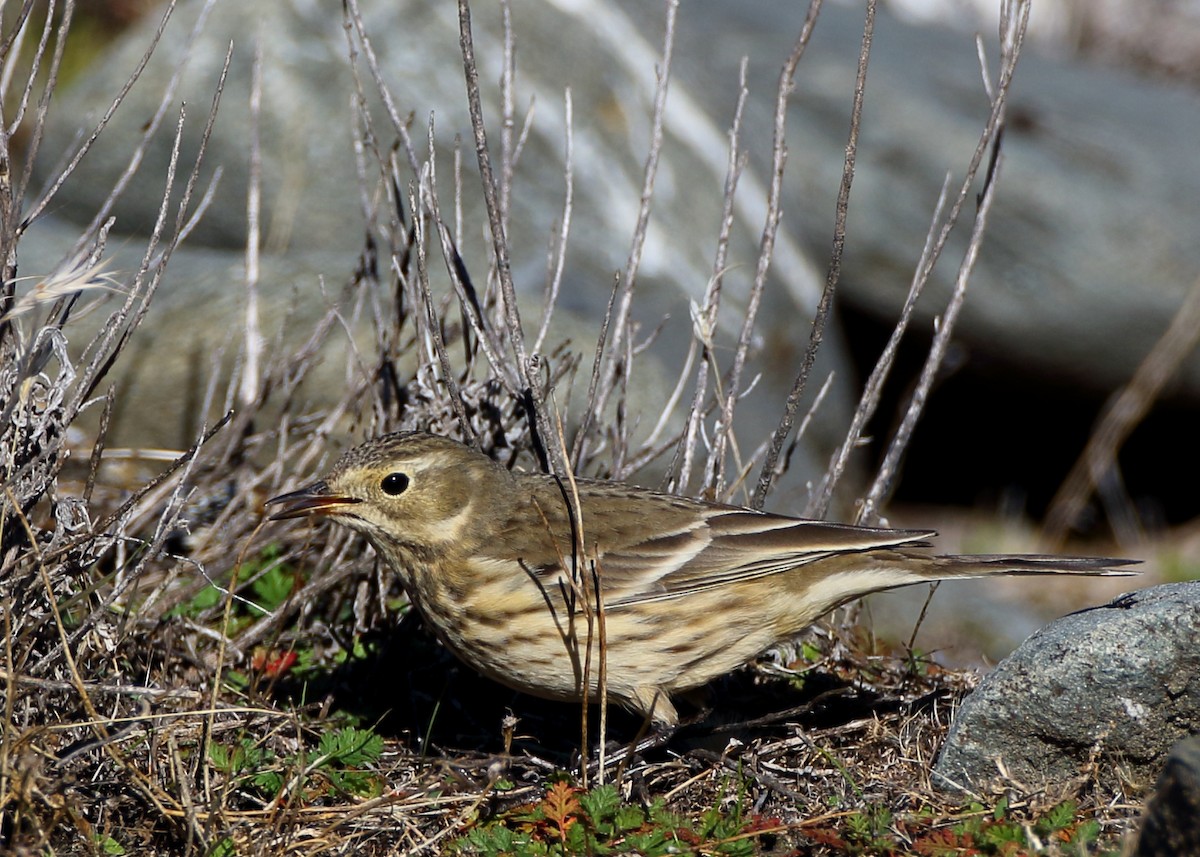 Pipit d'Amérique - ML505790471