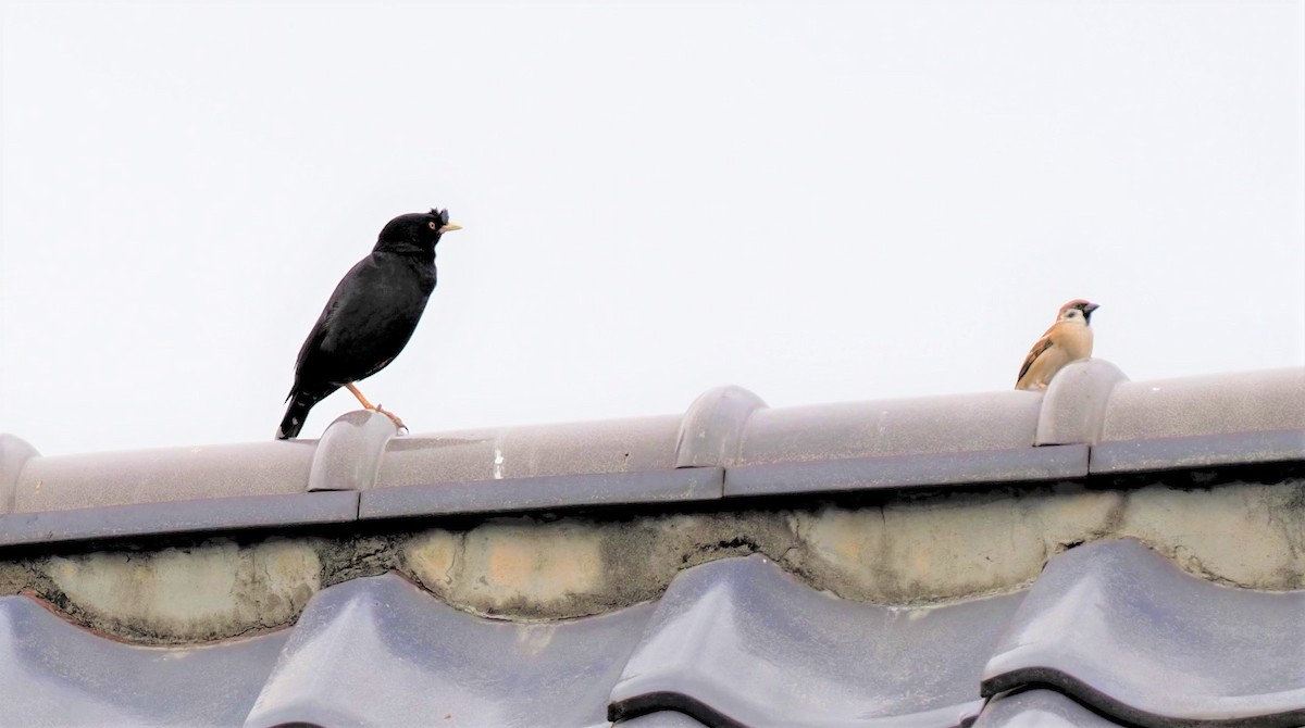 Crested Myna - ML505791341